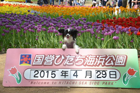 15061732.jpg