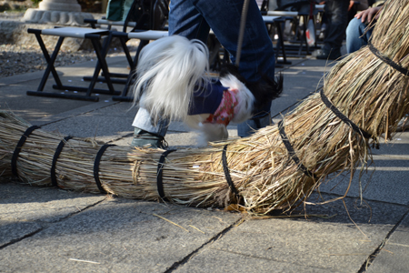 12011406.jpg