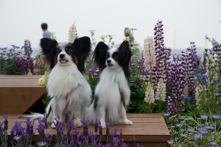 15050533.jpg